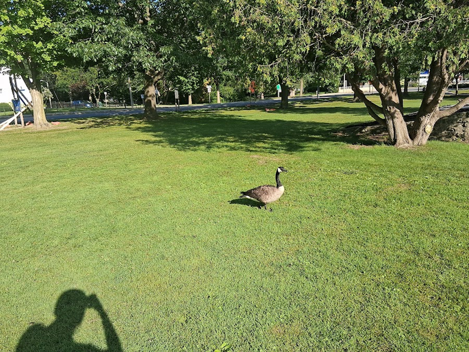 Picture of a goose by Amitav