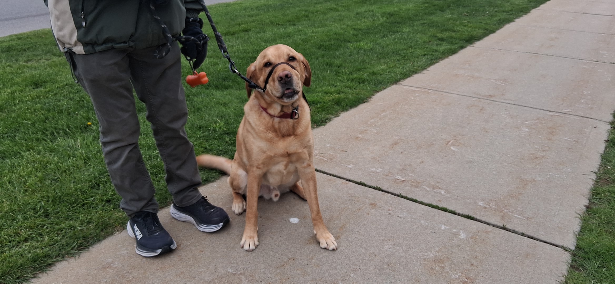 Picture of a dog taken by Amitav