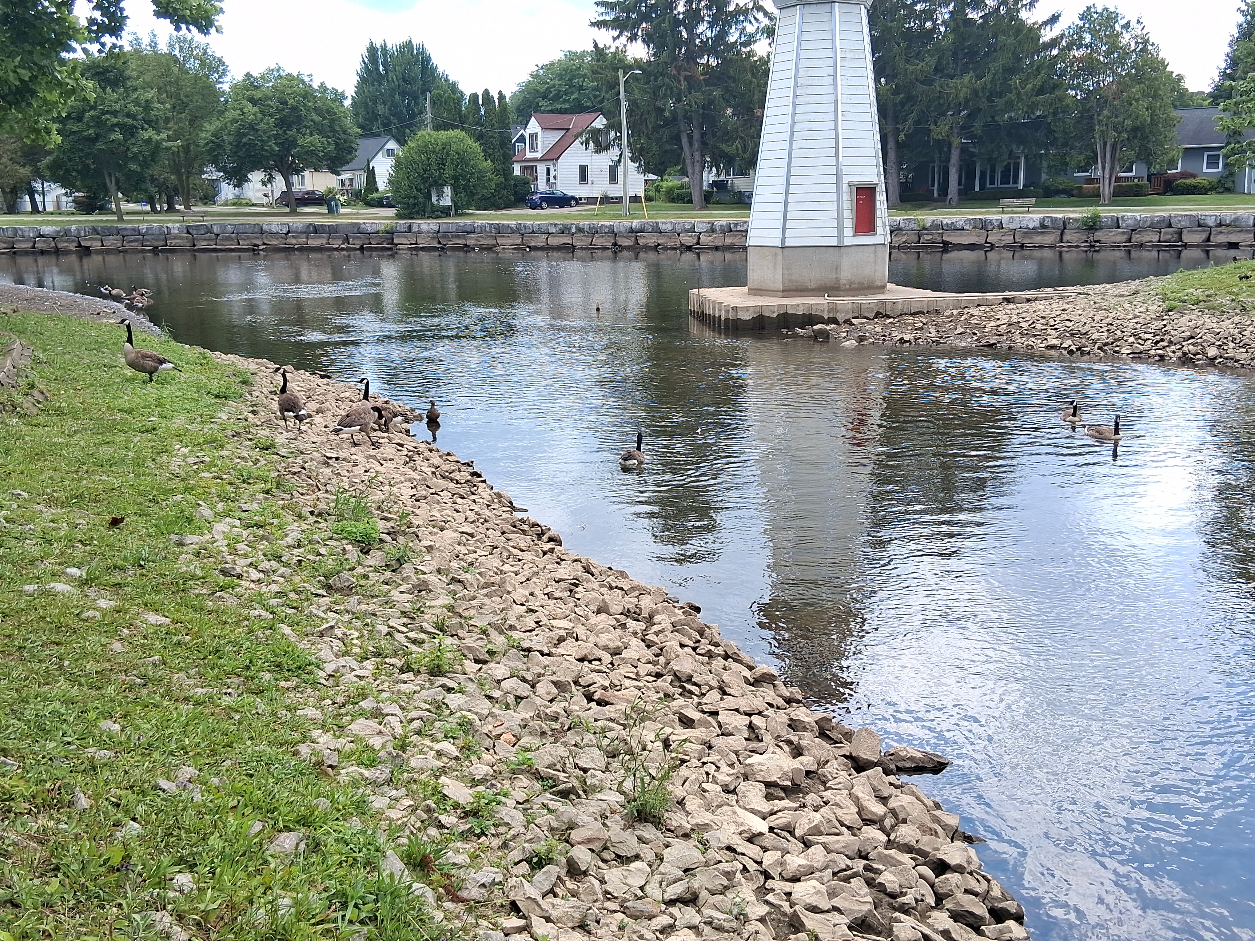 Geese across the middle of the photo