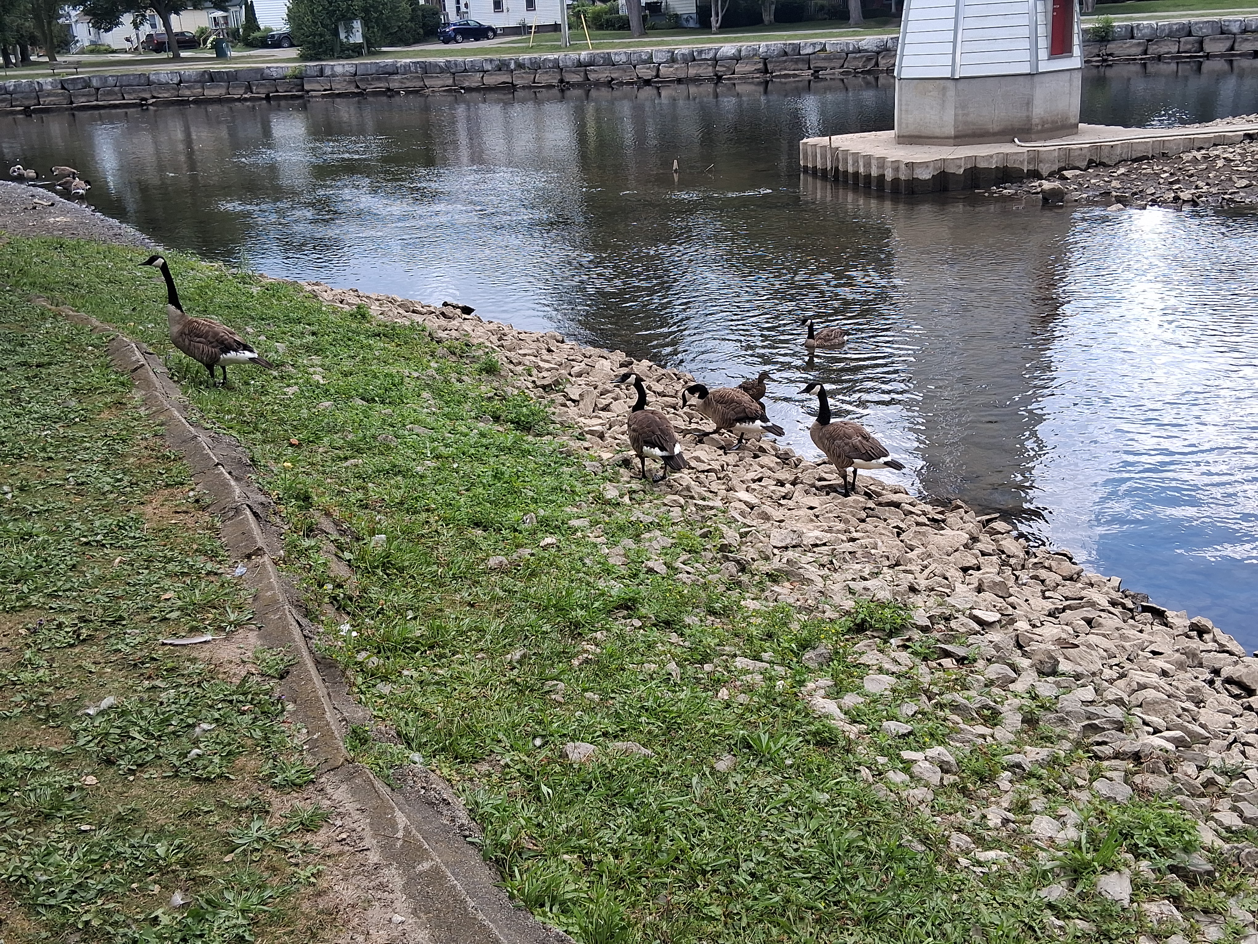 Geese heading to the left frame