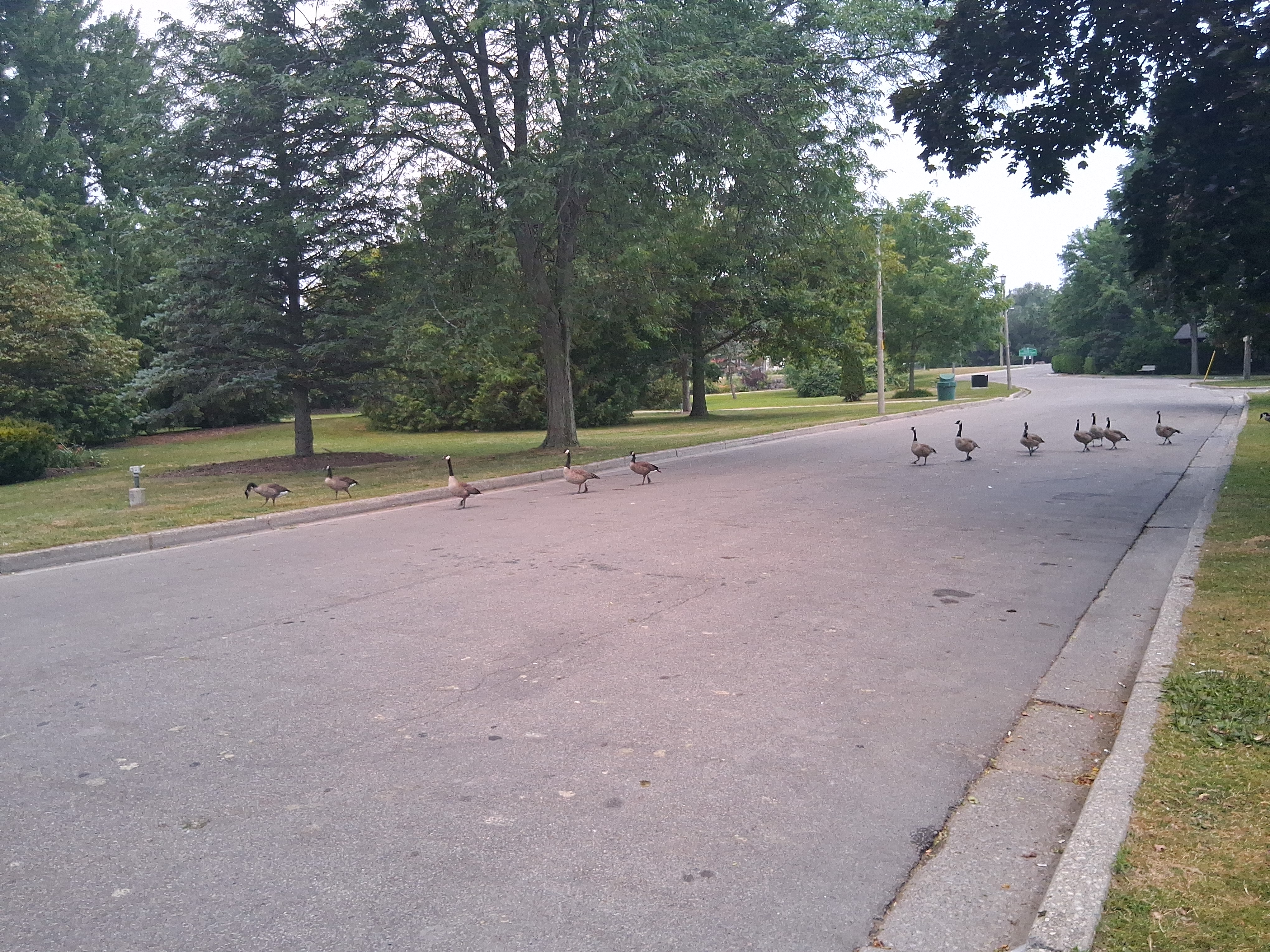 Second goose photo
