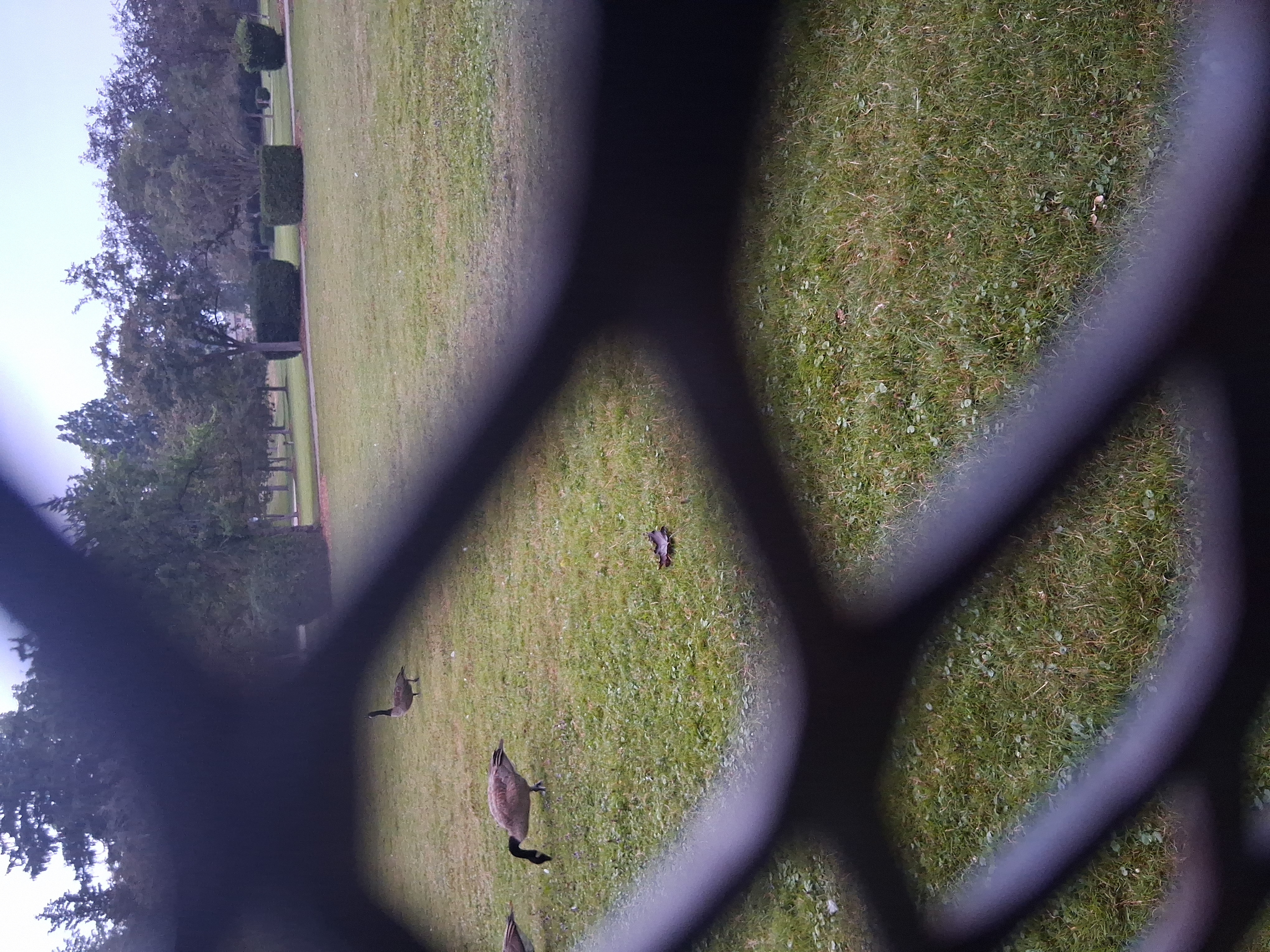Third goose photo
