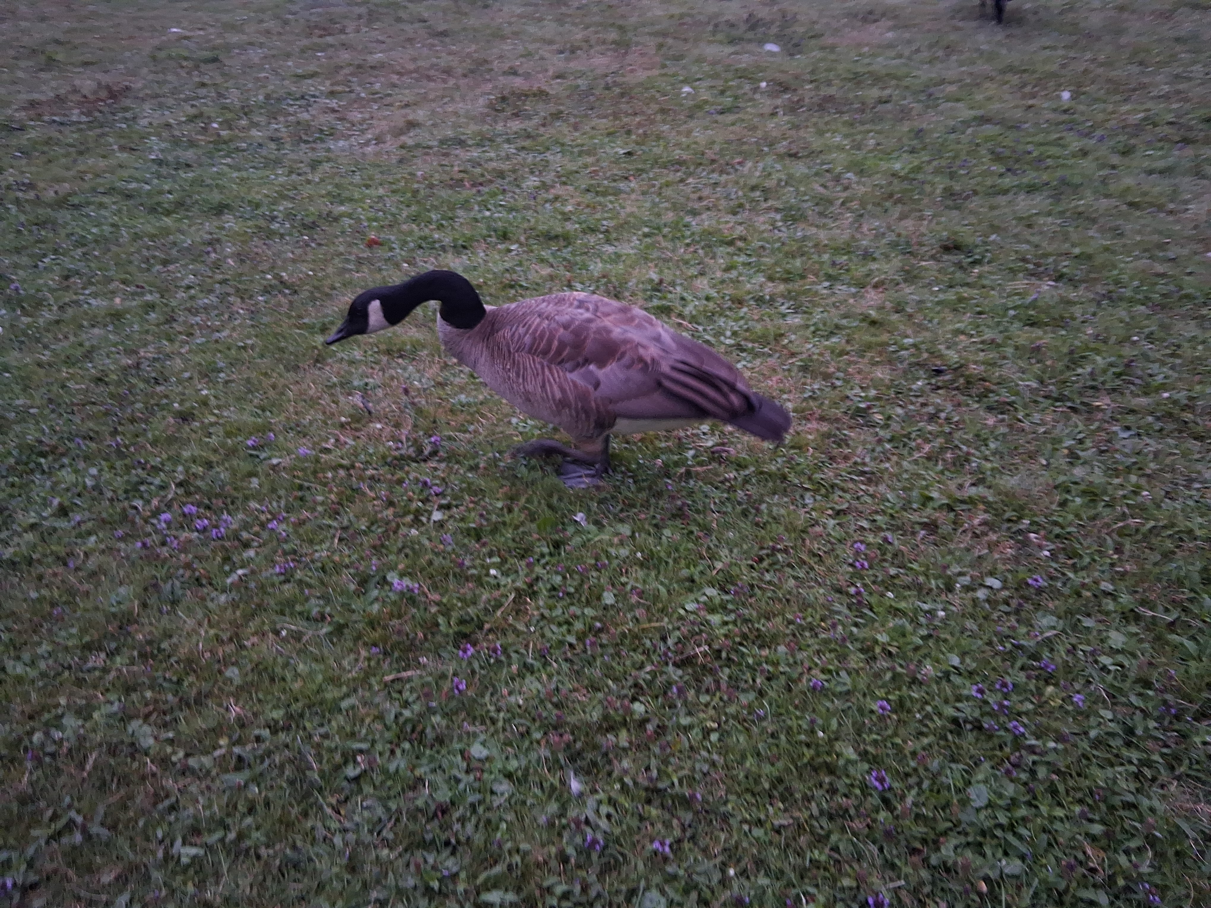 Fourth goose photo