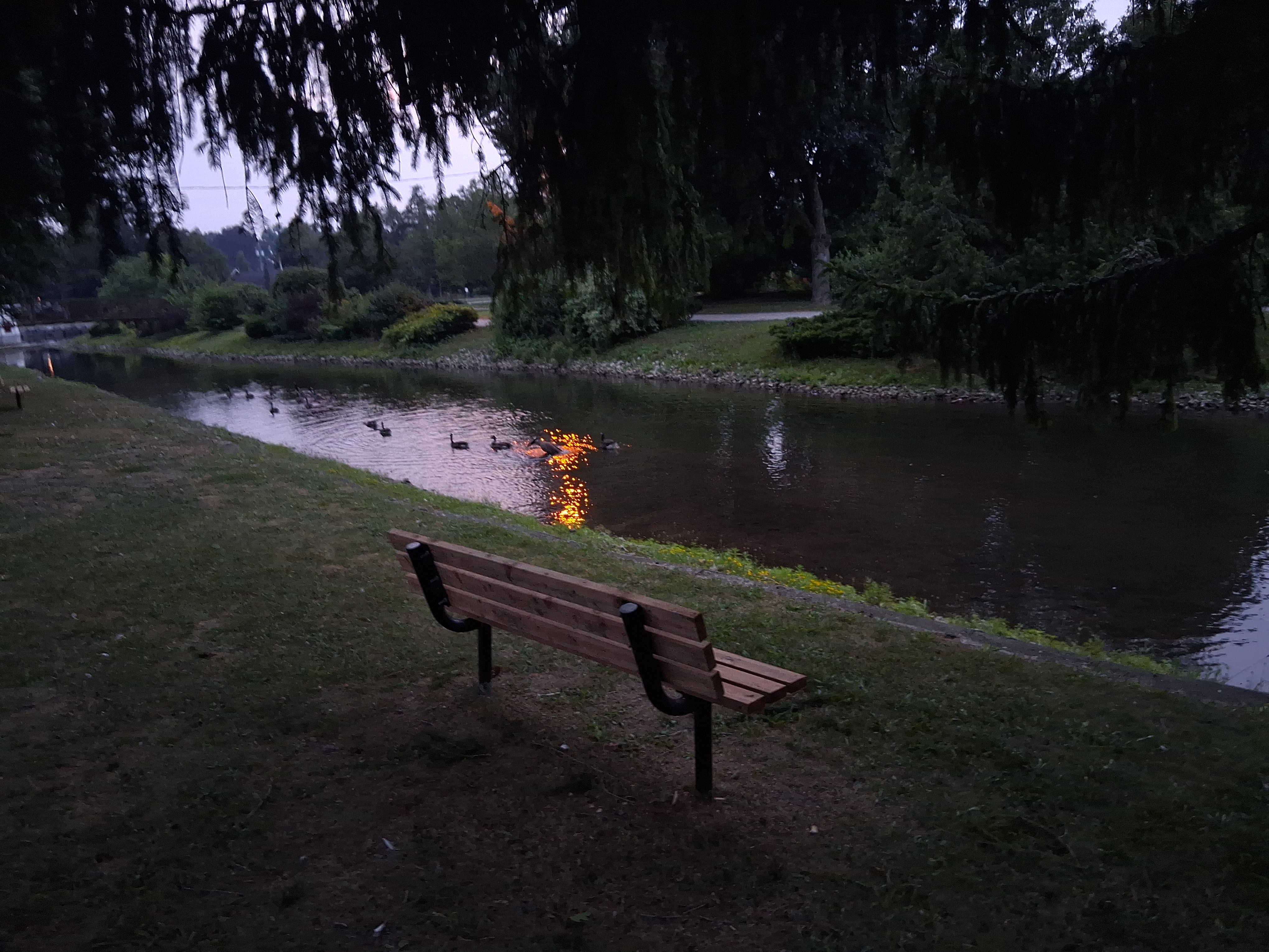 Fifth goose photo