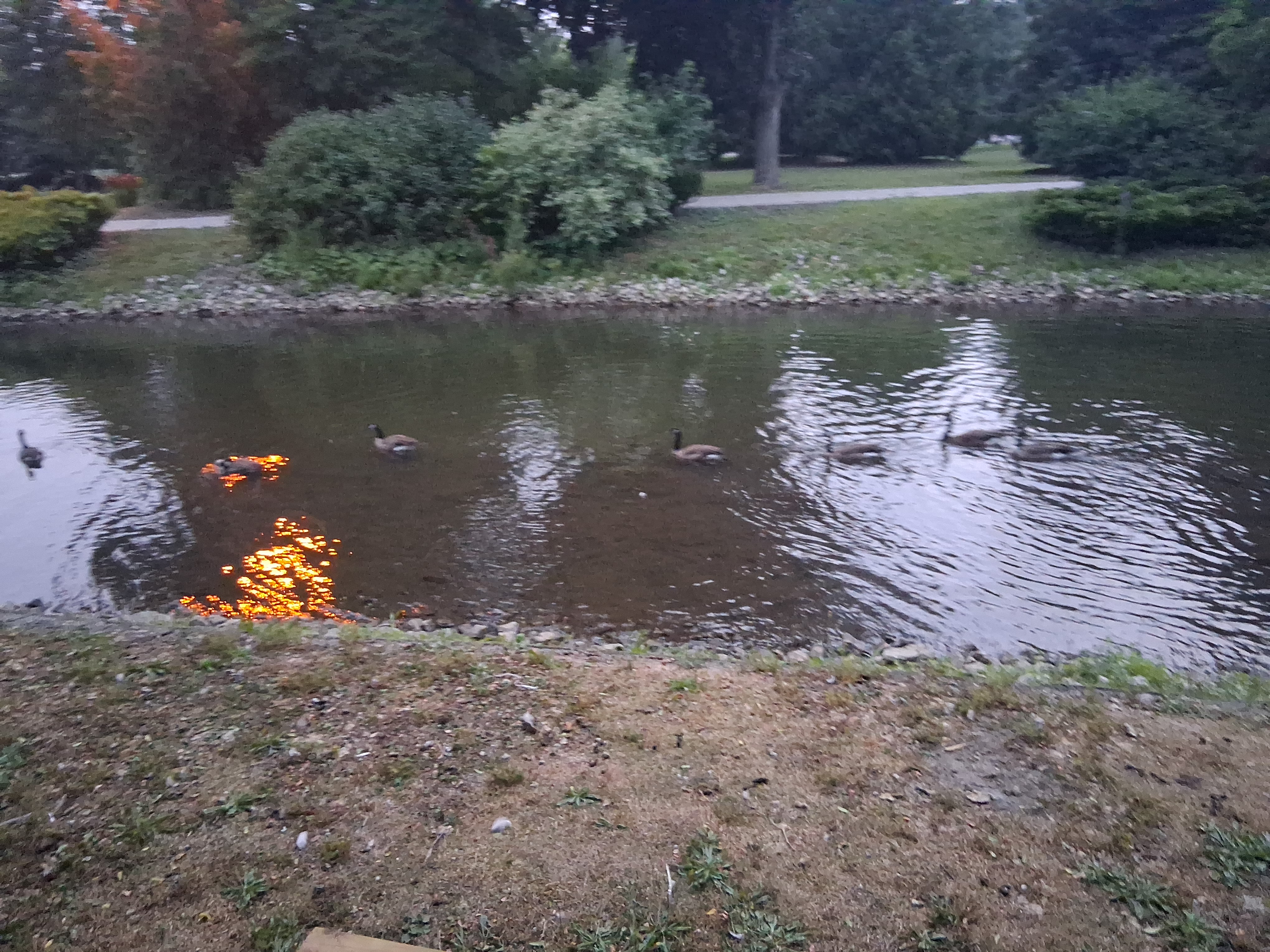 Sixth goose photo