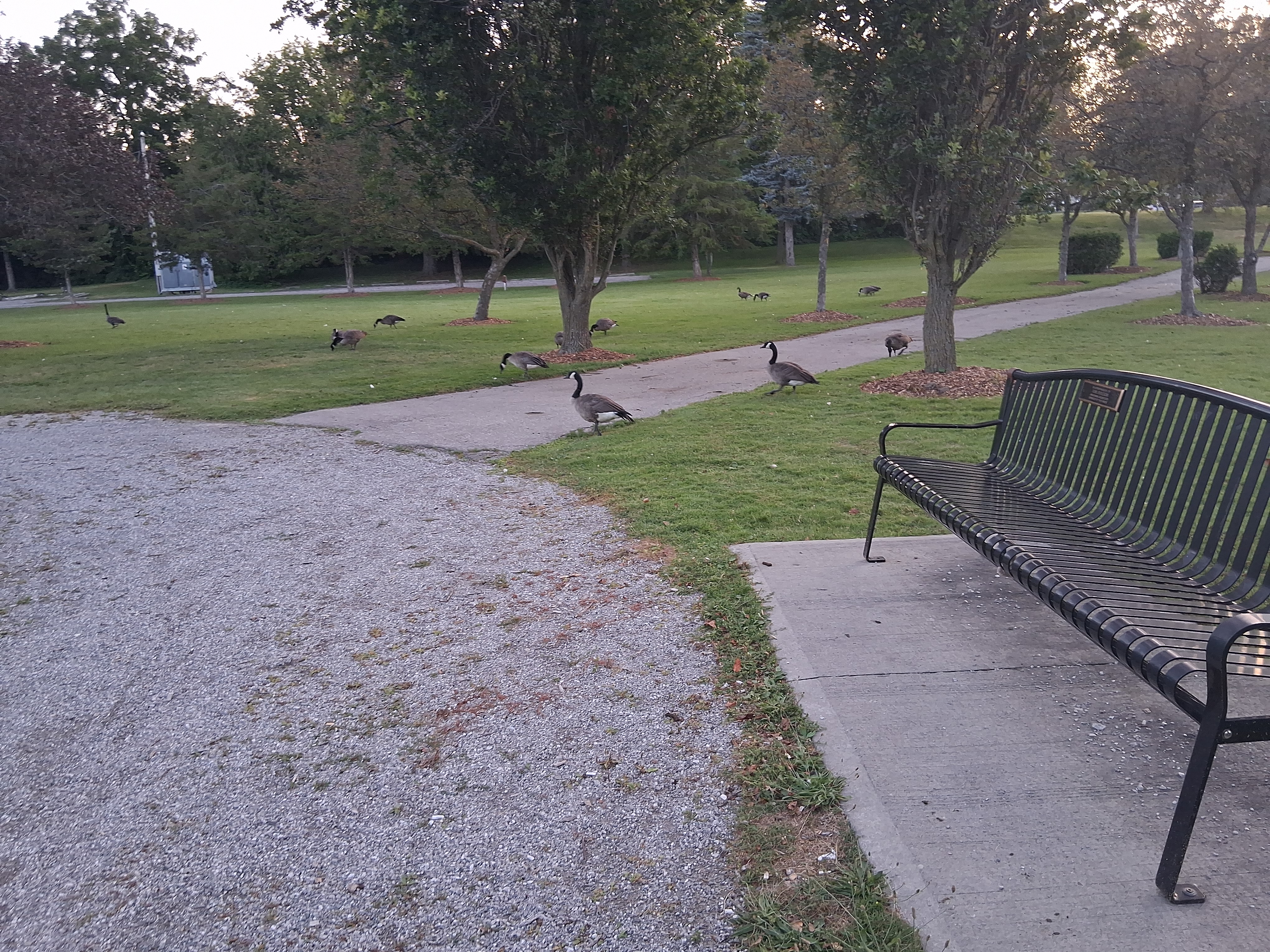 Geese, many geese.  A sidewalk cuts through the diagonal, and there&rsquo;s gravel on the left side, with a bench in the bottom right corner