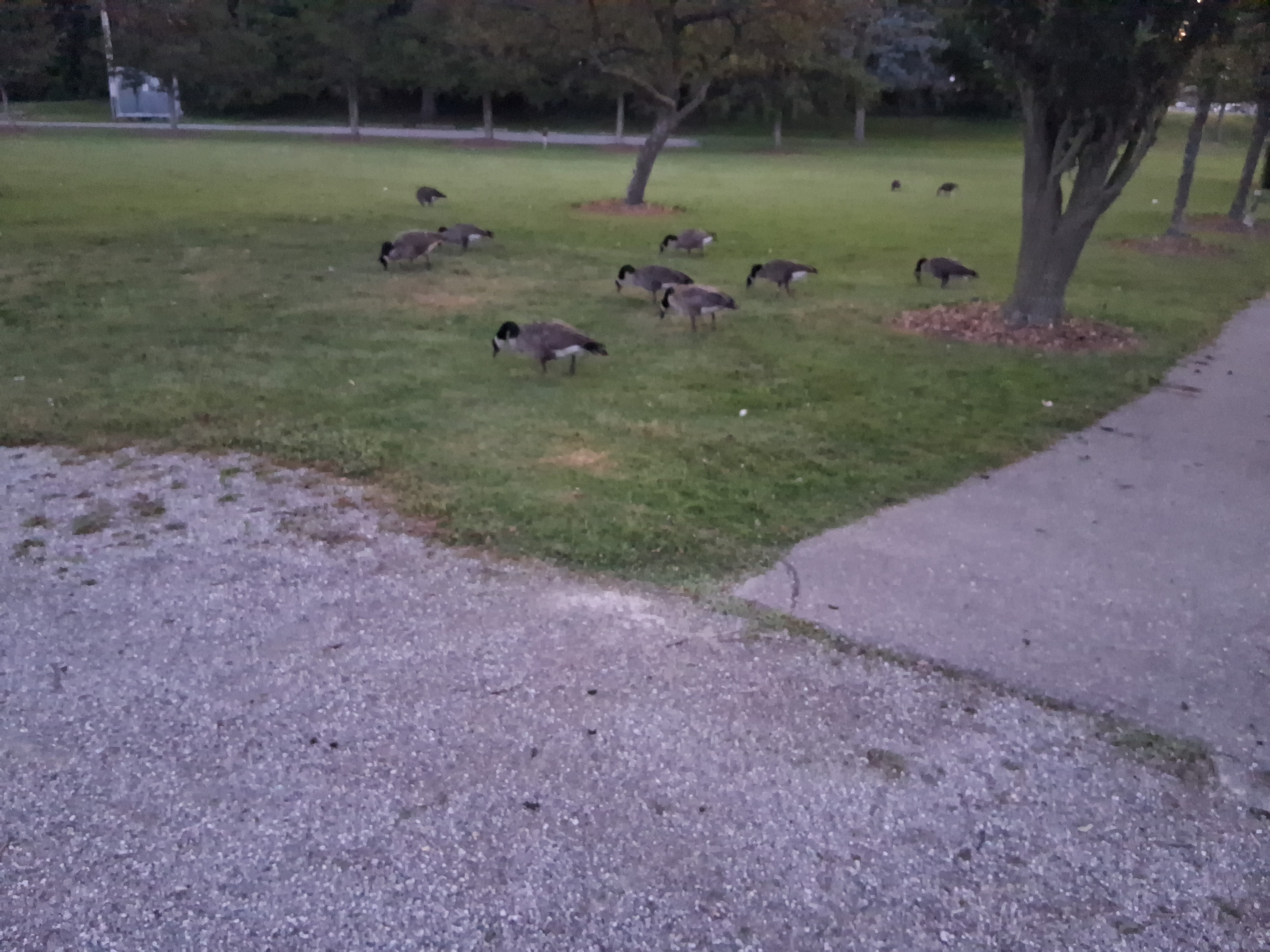 Geese near the centre, and then some sidewalk