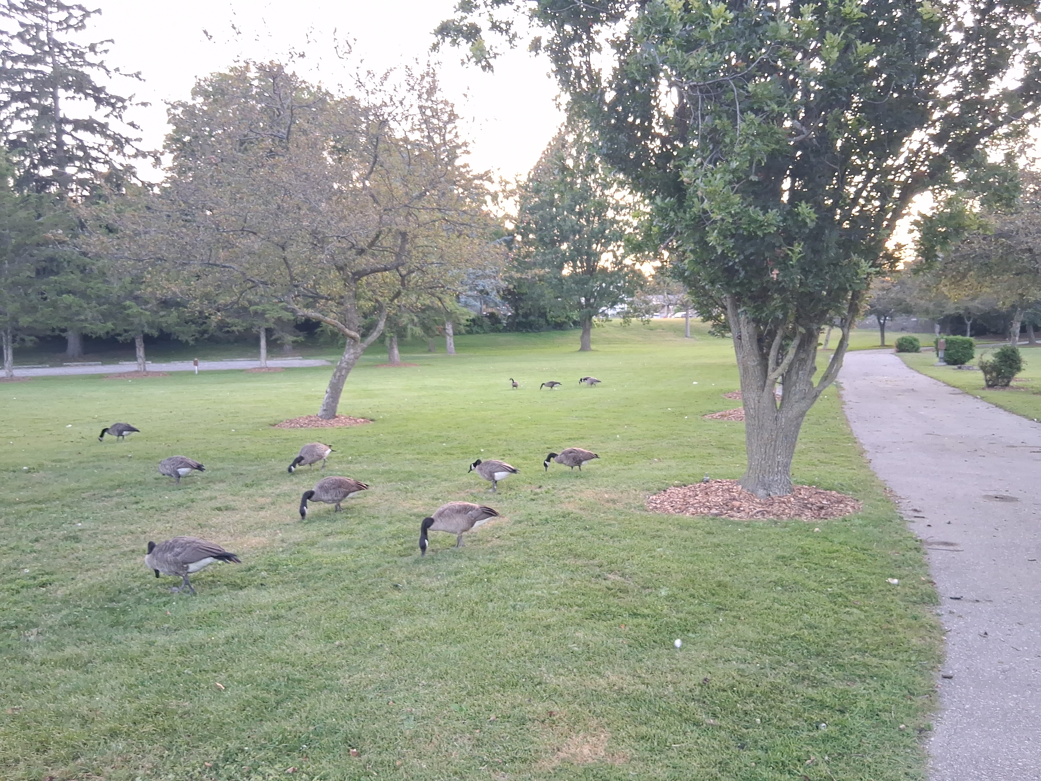Geese in the left, sidewalk in the right, trees near the top