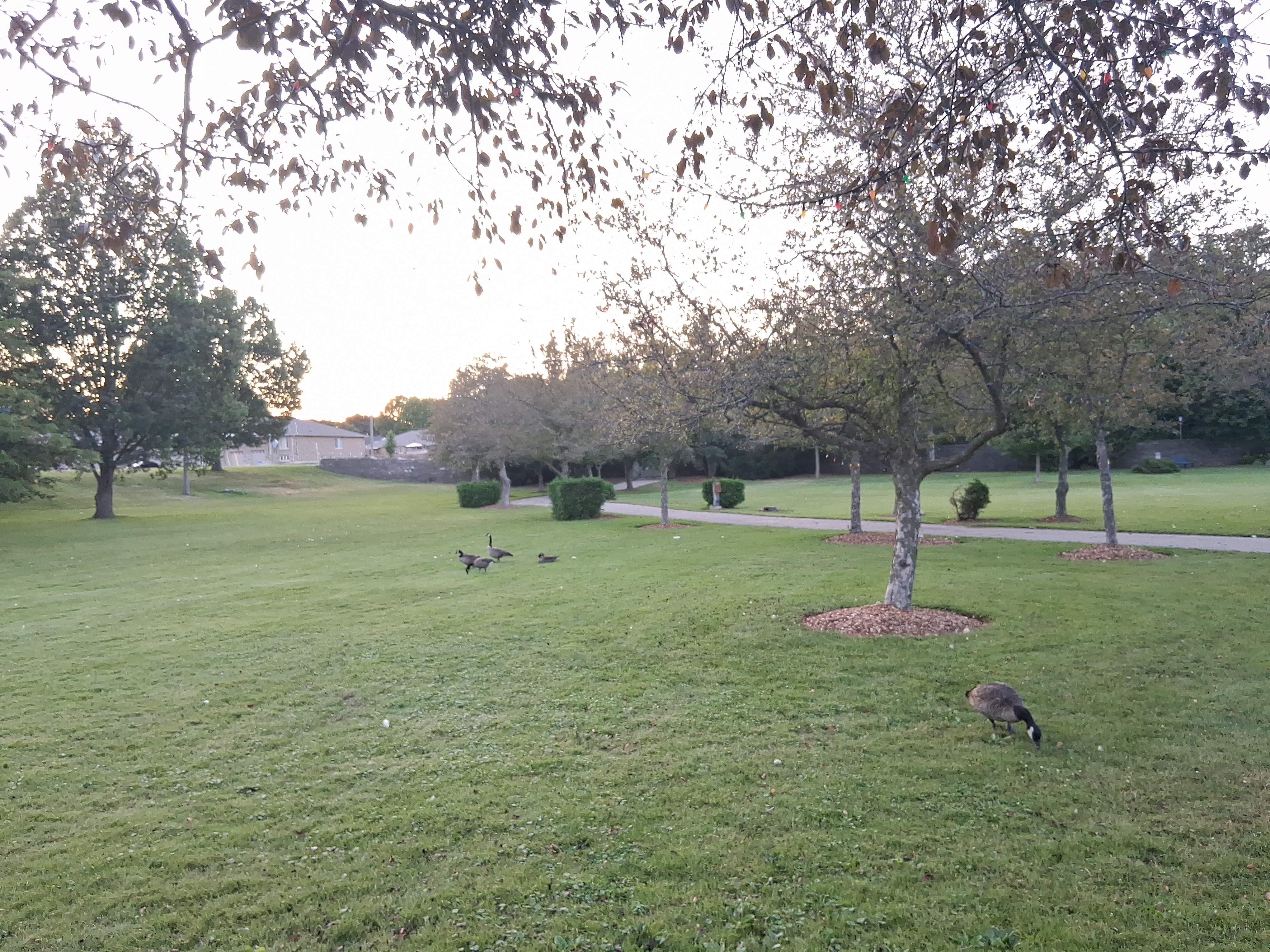 Goose in the bottom right corner, three geese left of the centre, trees near the top