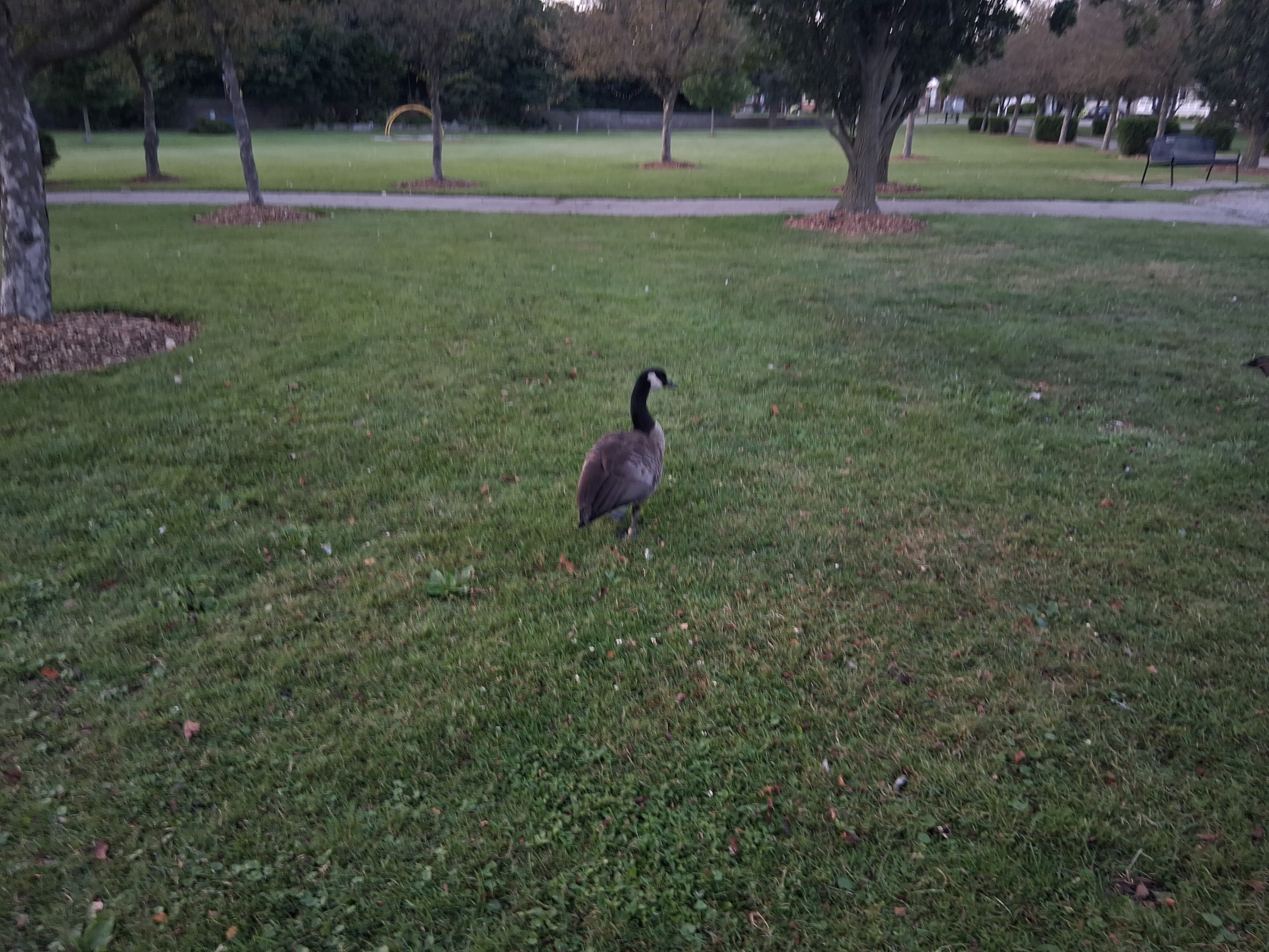Single goose in the centre of the photo
