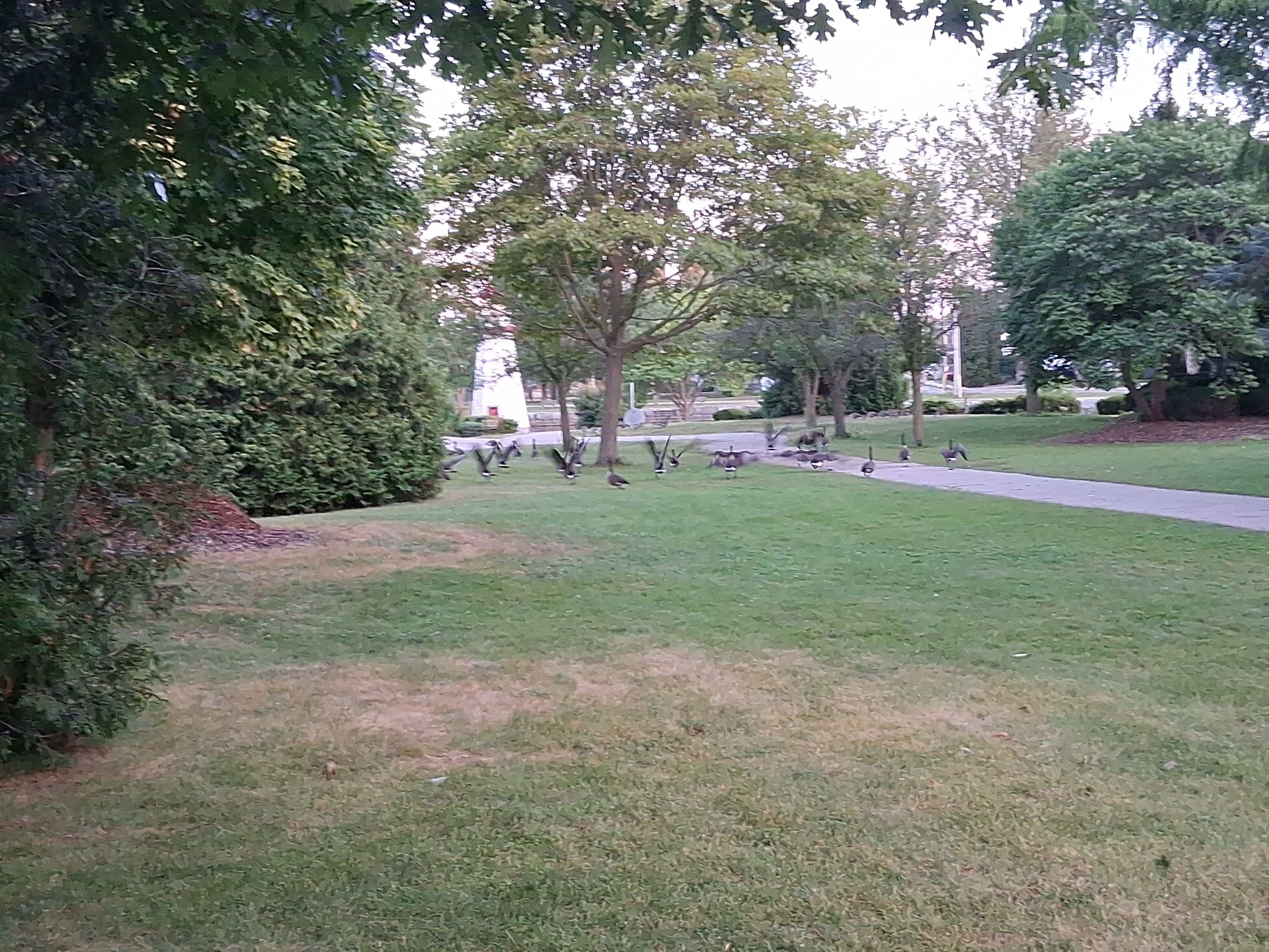 Same flock of geese but flapping