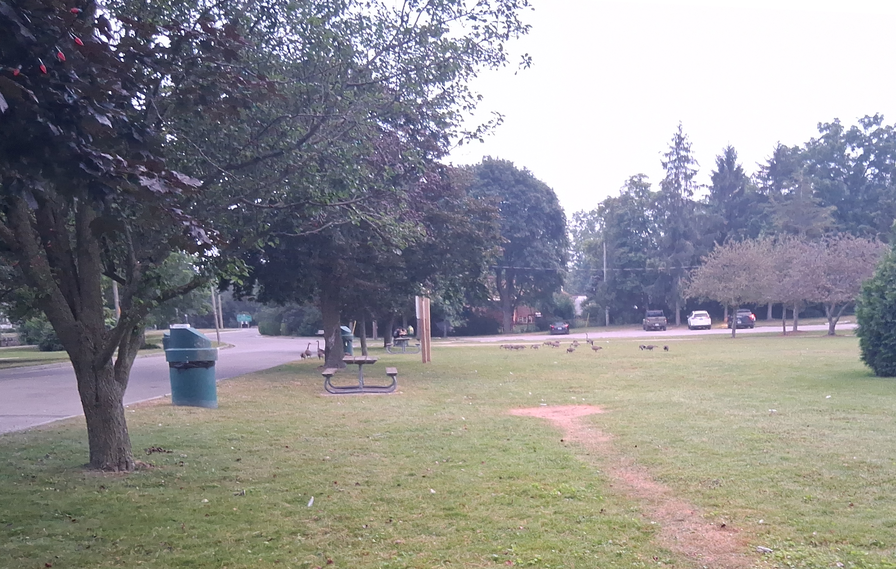 Eigth goose photo.  The first goose photo but cropped and rotated.