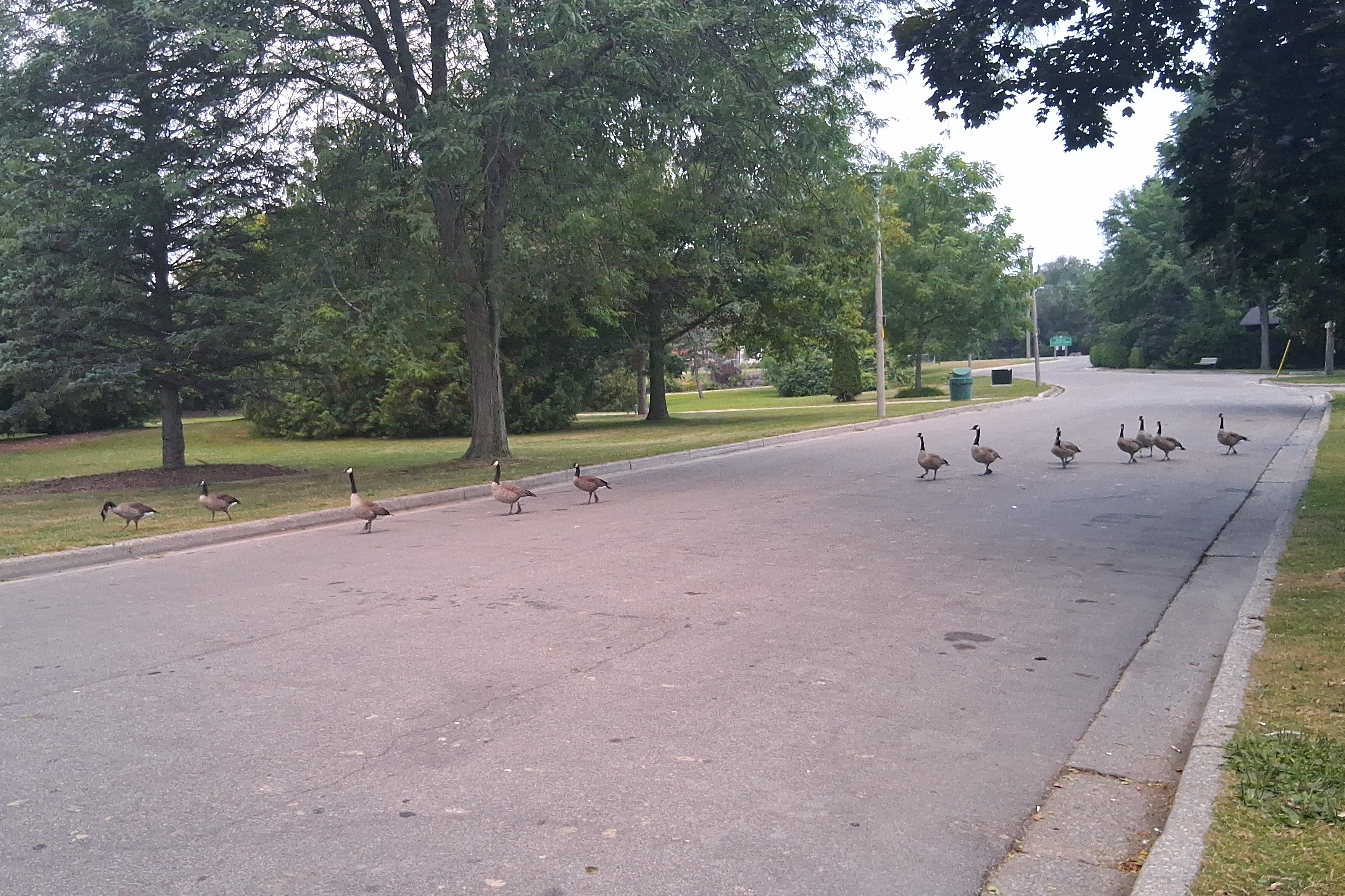 Ninth goose photo.  The second goose photo but cropped from the left and from the bottom.